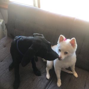 Meet your Posher, Alison